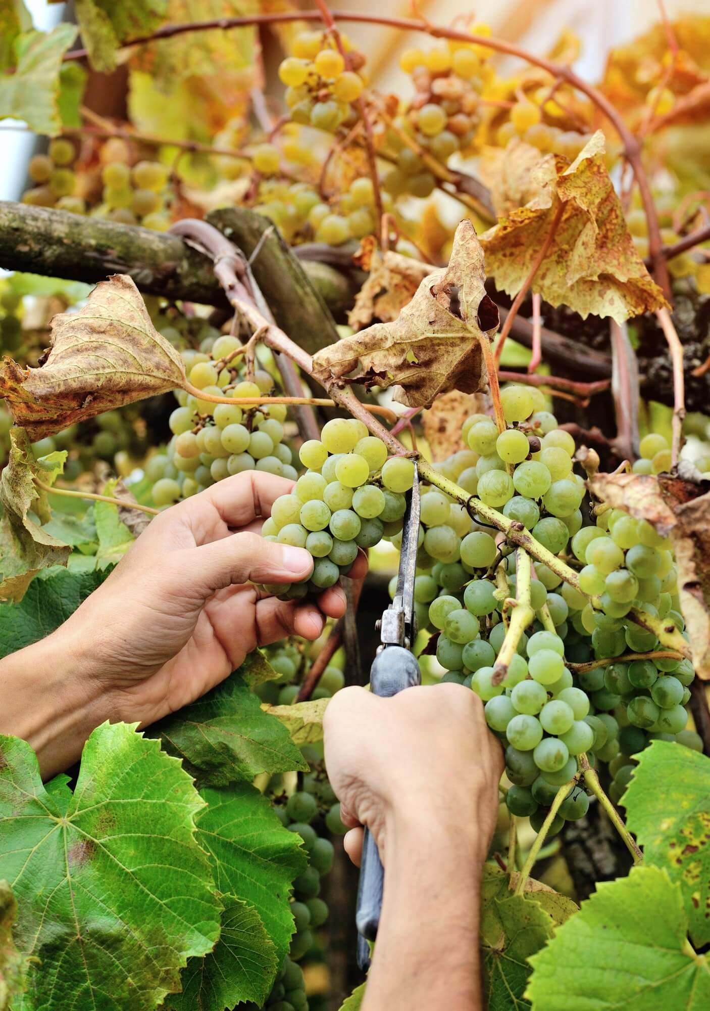 Representantes de Vinos